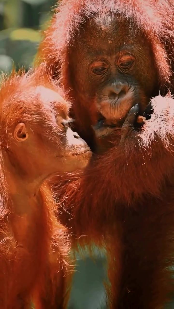 Orangutan Love: World Rainforest Day in Borneo