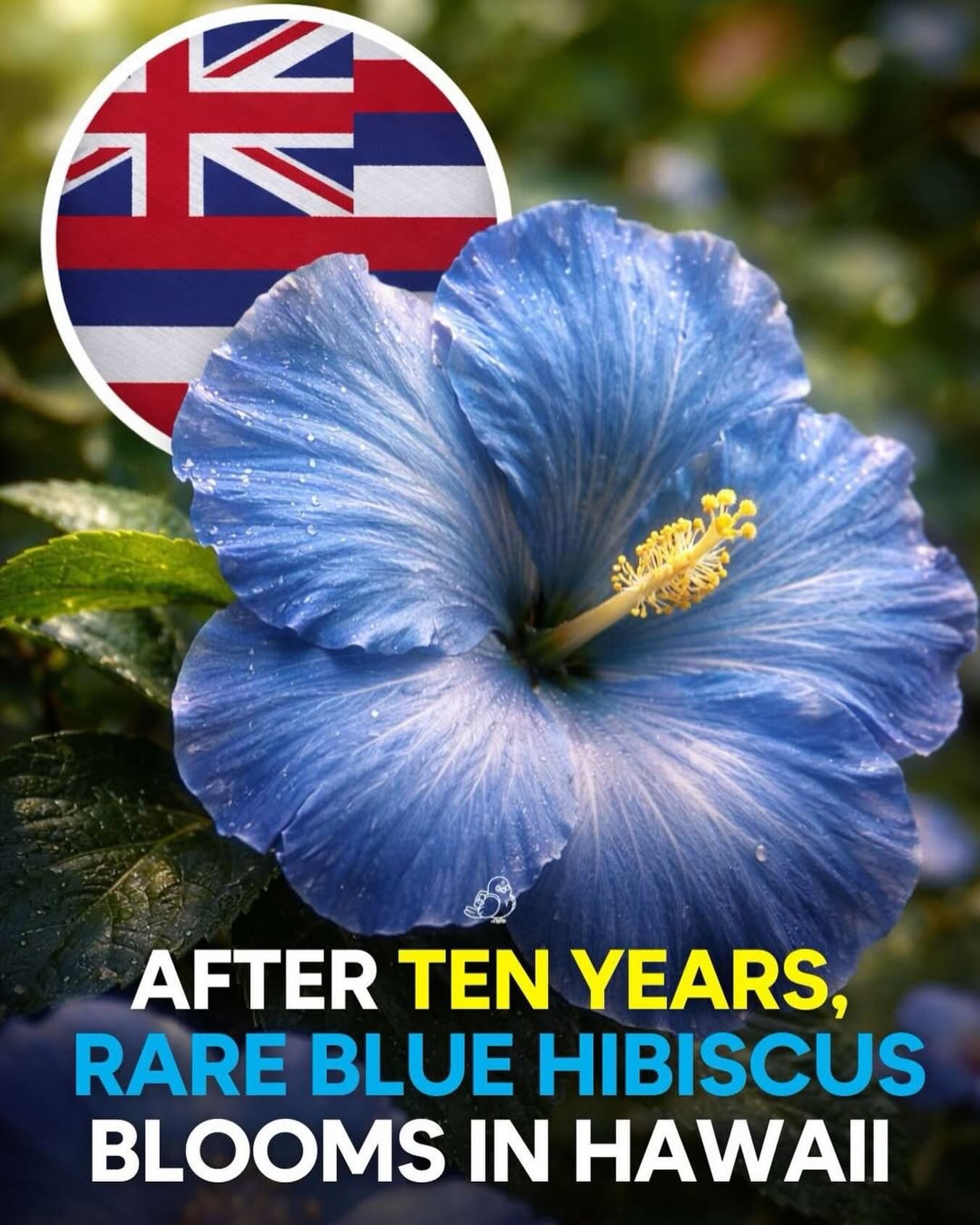Witness Nature’s Masterpiece: Rare Blue Hibiscus Blooms in Hawaii