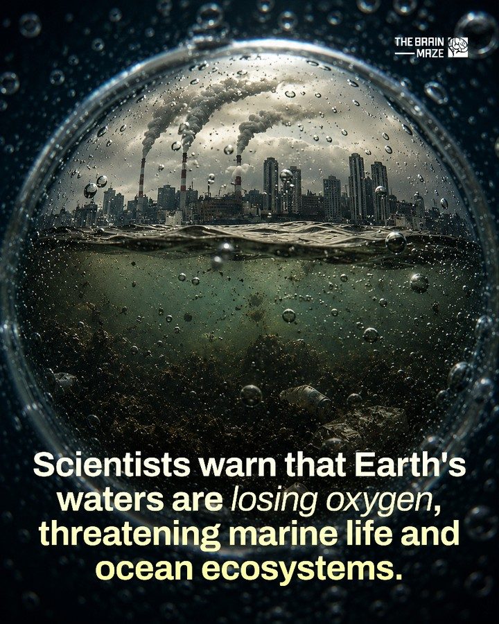 Ocean Deoxygenation Puts Marine Life at Risk