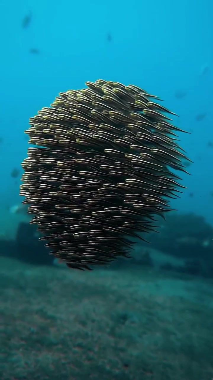 Fish Schooling in Spherical Formation Underwater