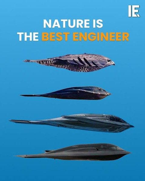 Natures Inspiration: Fish to B2 Spirit Bomber