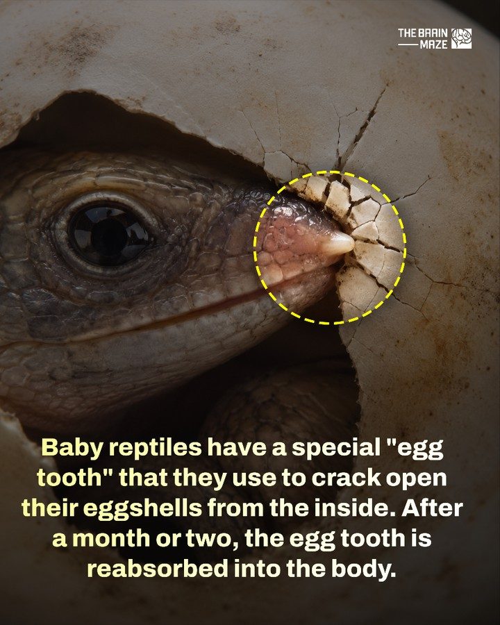 Uncovering the Baby Reptile's Temporary Hatching Tool
