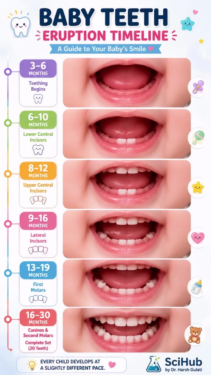 Baby Teeth Eruption Timeline: Milestones for Parents