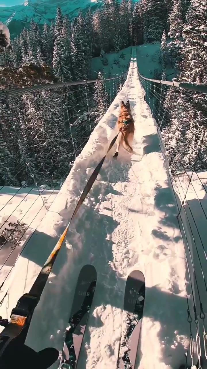 Dog Running on Alberta's Blackshale Suspension Bridge