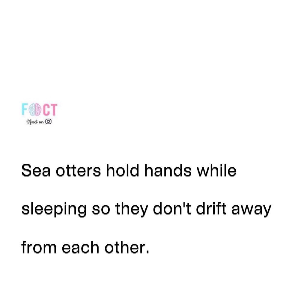 Sea Otter Sleeping Habit: Holding Hands to Stay Together