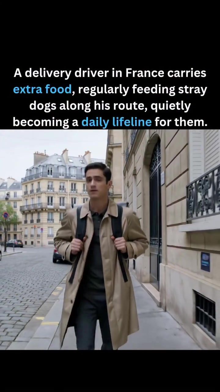A Delivery Driver's Quiet Act: Feeding Stray Dogs in France