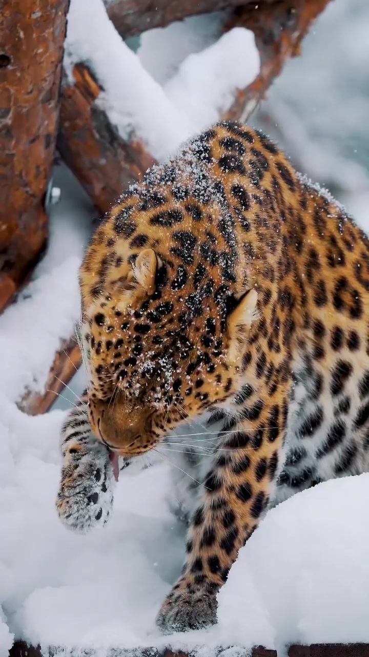 Snowy Leopard in Snow: Norway's Majestic Wildlife