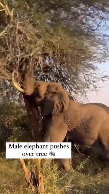 The Power Behind Elephants Toppling Trees