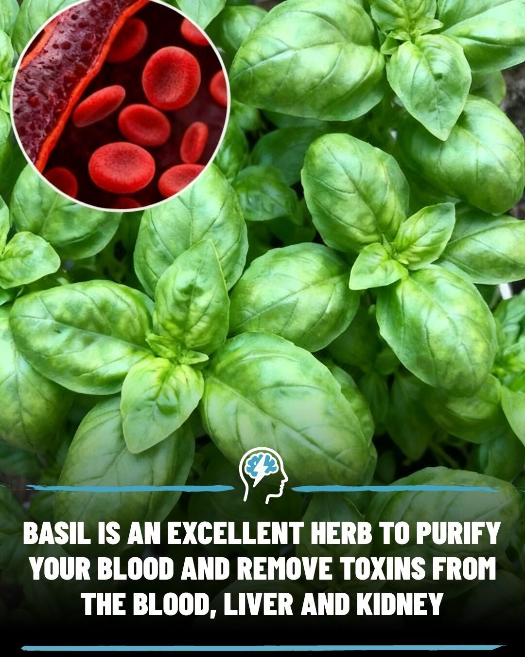 Unlocking Basil's Detox Power: How Your Kitchen Herb May Support Health