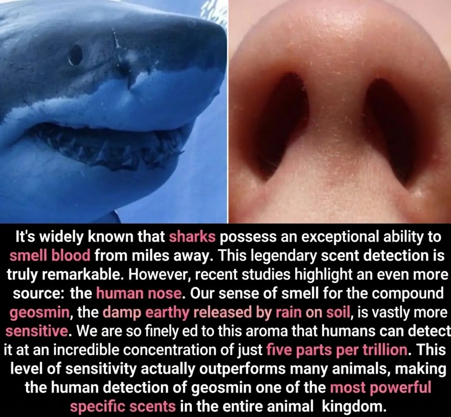 The Incredible Smell Power: Sharks and Human Geosmin Detection