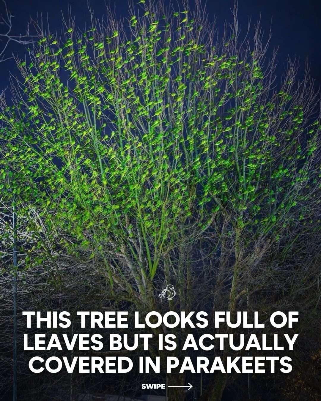 London's Parakeet Invasion: Trees Turned Green by Vibrant Birds