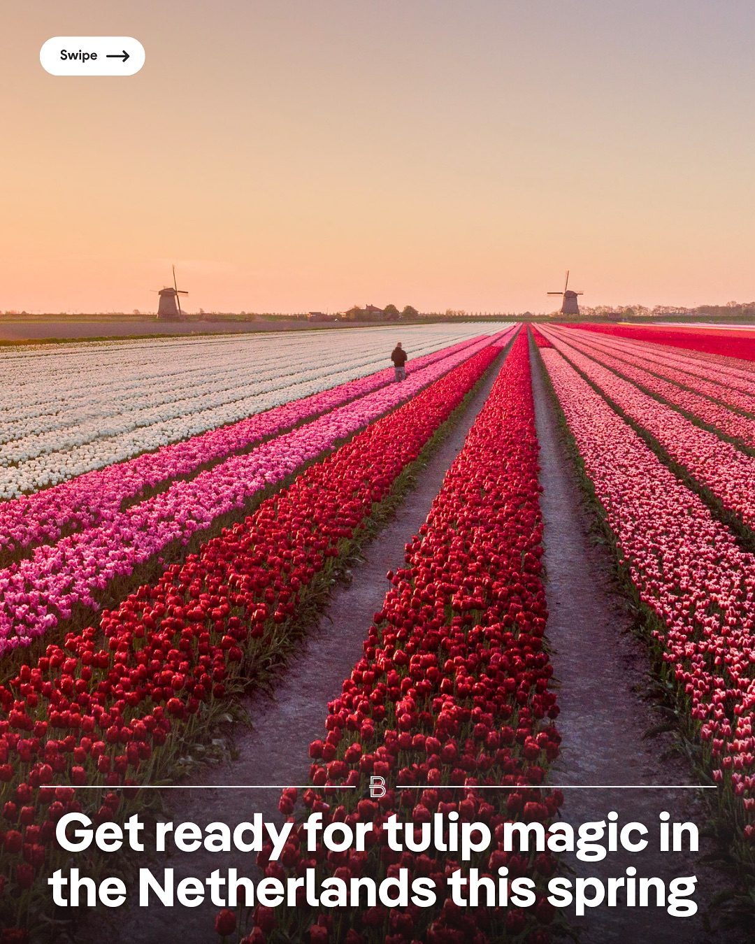 Plan Your Spring Trip: Best Spots for the Netherlands Tulip Season