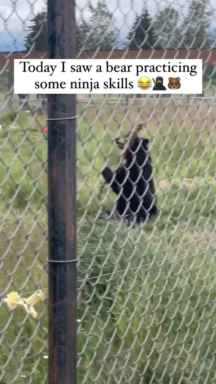 Bear Demonstrates Impressive Ninja-like Agility