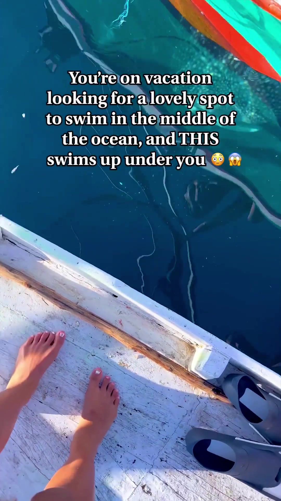 Whale Shark Encounter on Tropical Ocean Vacation