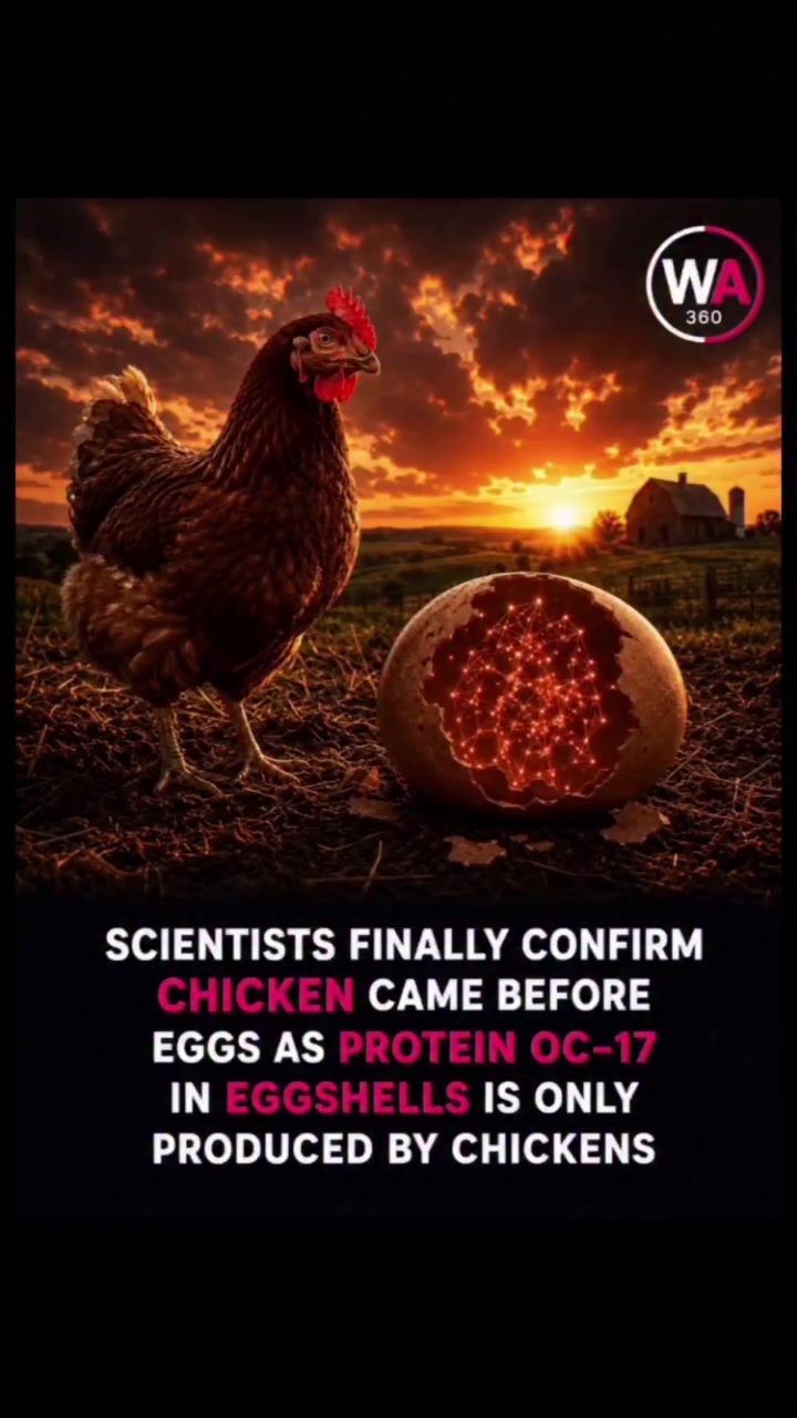 Scientists Confirm: Chicken Existed Before Egg