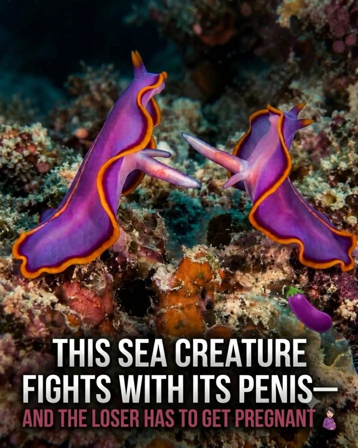 Unusual Penis Fencing Reproduction in Hermaphroditic Flatworms