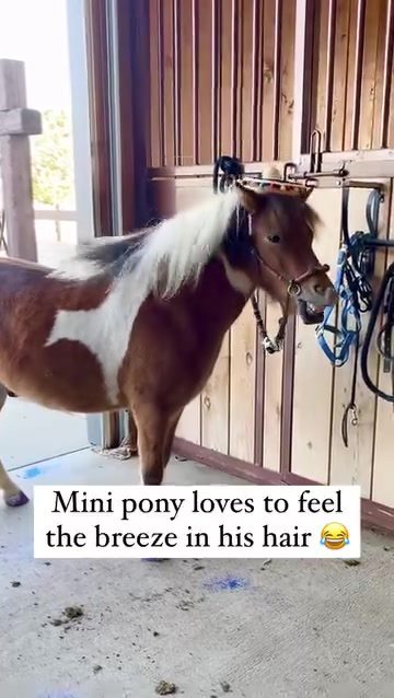 How Mini Ponies Enjoy Summer Breezes