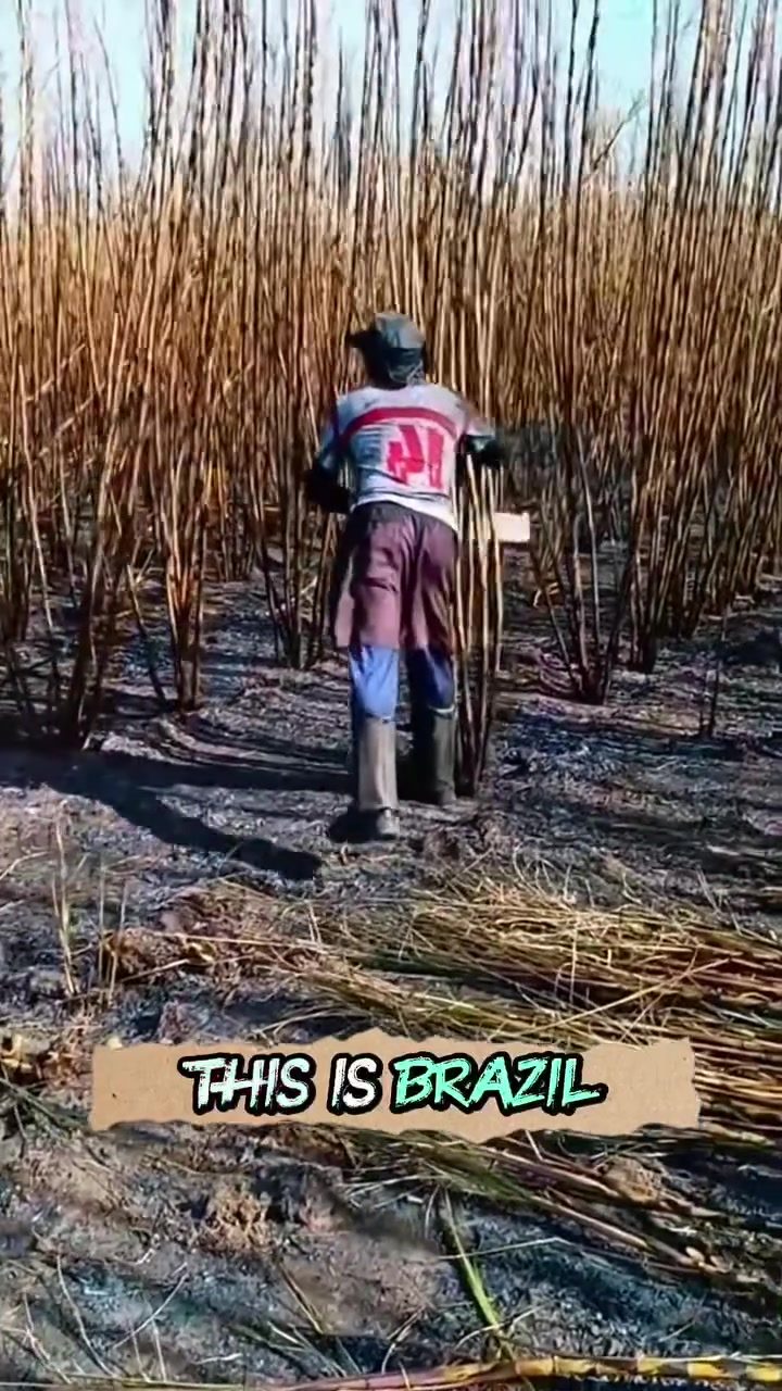 Sugarcane Harvesting in Brazil: Why Farmers Burn Fields Before Harvest