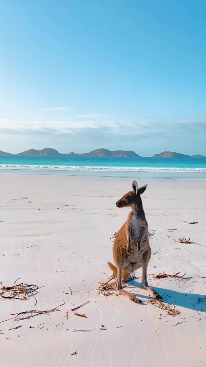 Kangaroos on Australian Beach: Wildlife in Coastal Scenery