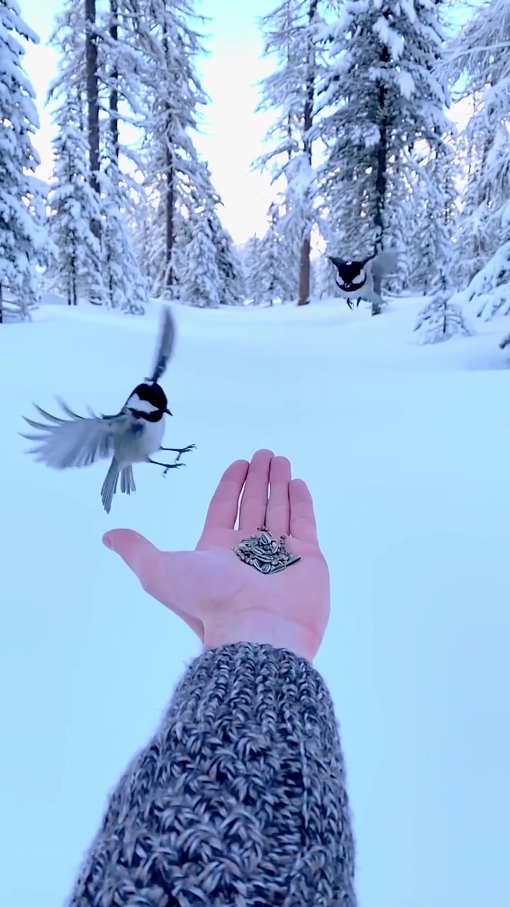 Bird Feeding in Snowy Forest: Gentle Winter Interaction
