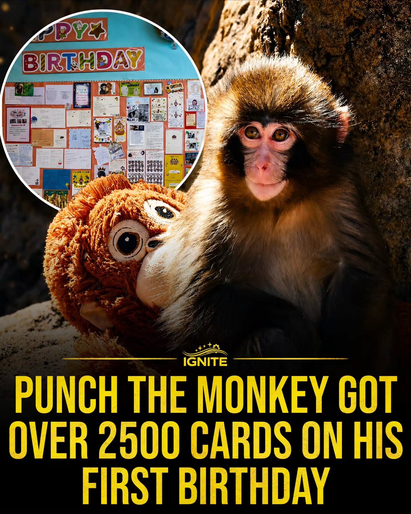 A Monkey's First Birthday: 2500 Cards and a Stuffed Surprise