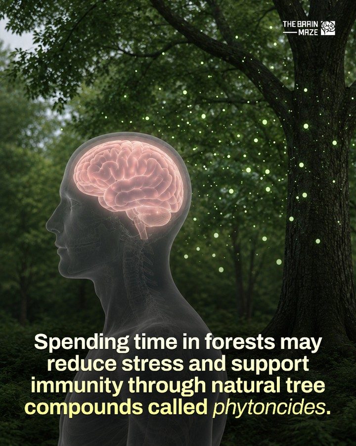 How Forest Bathing Boosts Immunity and Reduces Stress
