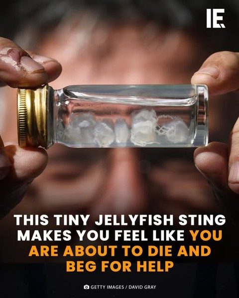 The Tiny Jellyfish Sting That Feels Like Impending Doom