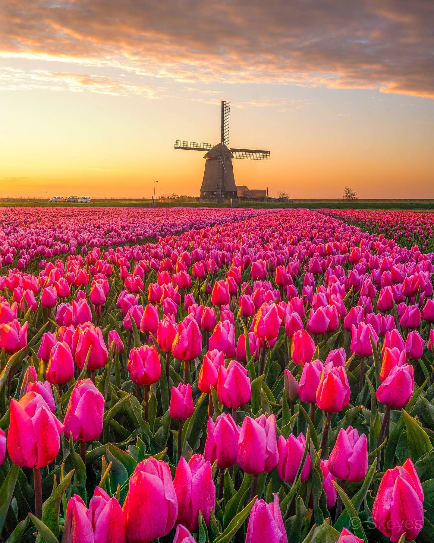 Dutch Tulip Fields at Sunrise
