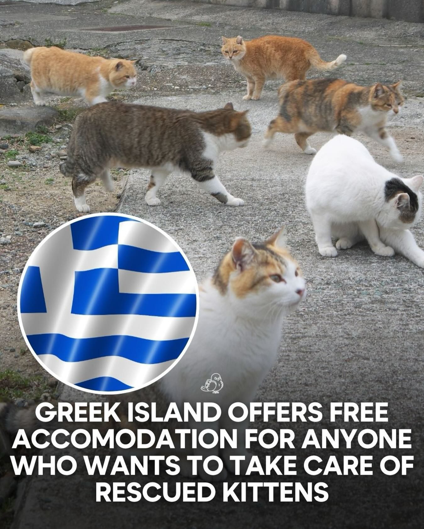 Greek Island Offers Free Stay for Kitten Care Volunteers