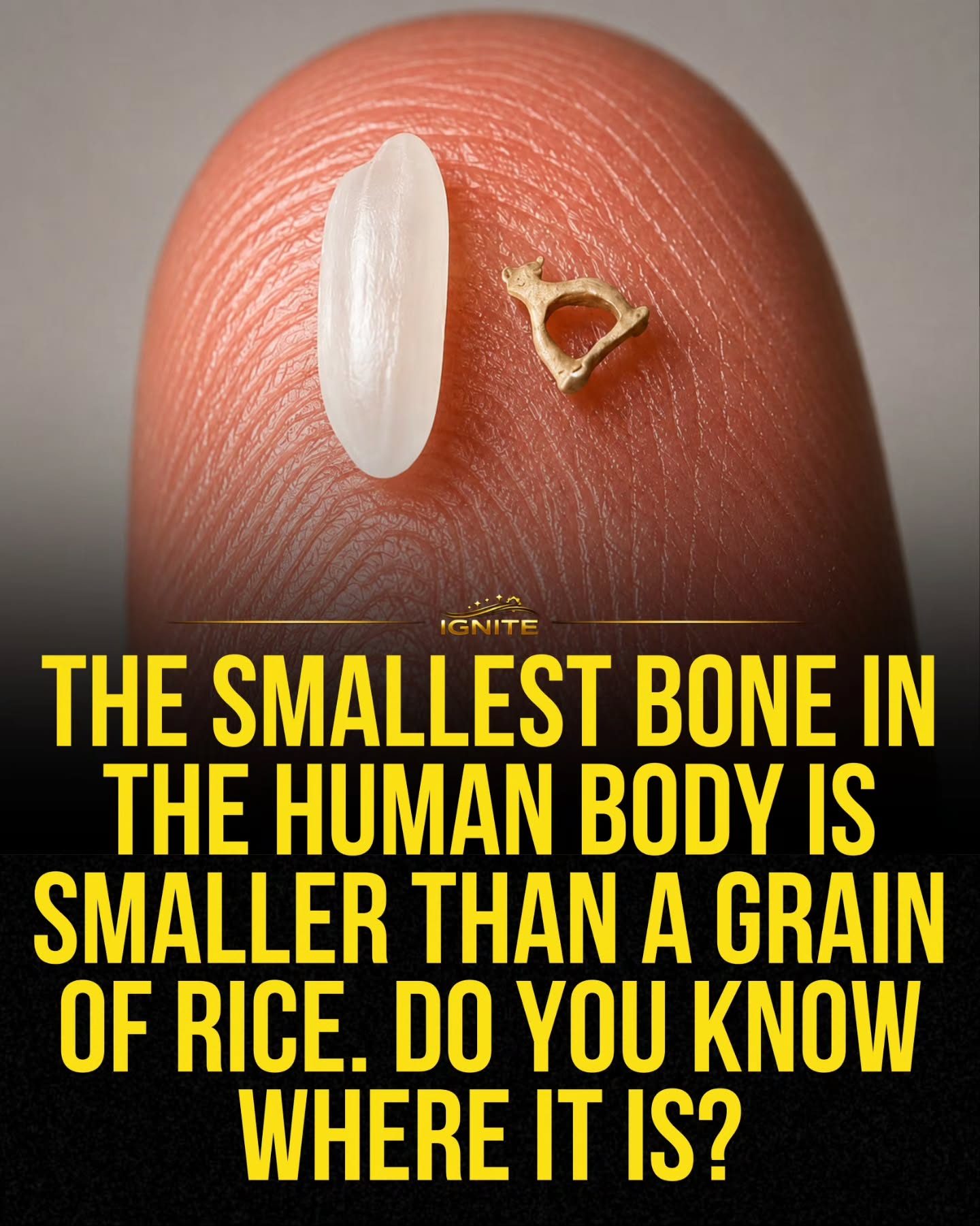 Discover the Tiny Bone Smaller Than a Grain of Rice