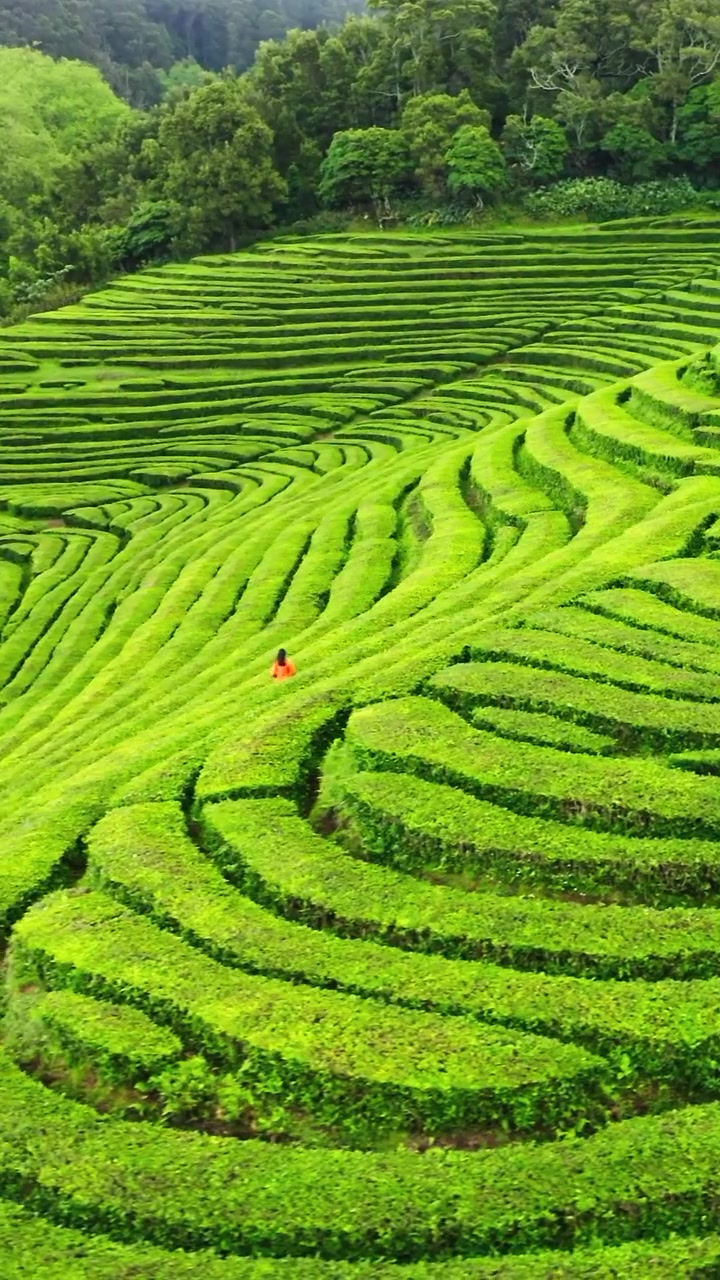 Terraced Rice Fields in Southeast Asia