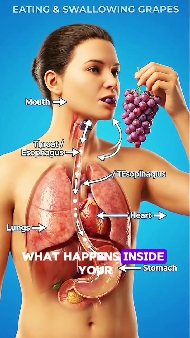 Grapes' Journey: How They Protect Your Body from Inside