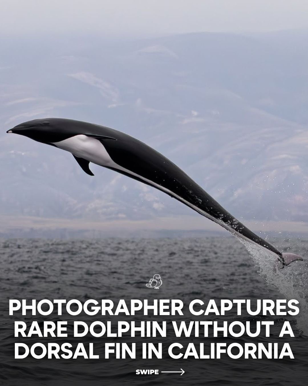 Meet the Northern Right Whale Dolphin: A Rare Sighting in California