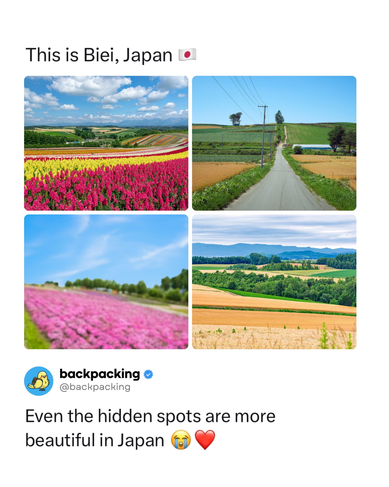 Explore Biei: Japan's Hidden Gem of Natural Beauty