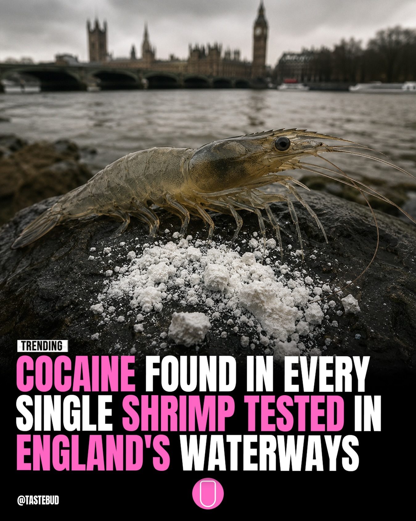 UK Researchers Find Cocaine in Every Shrimp Tested