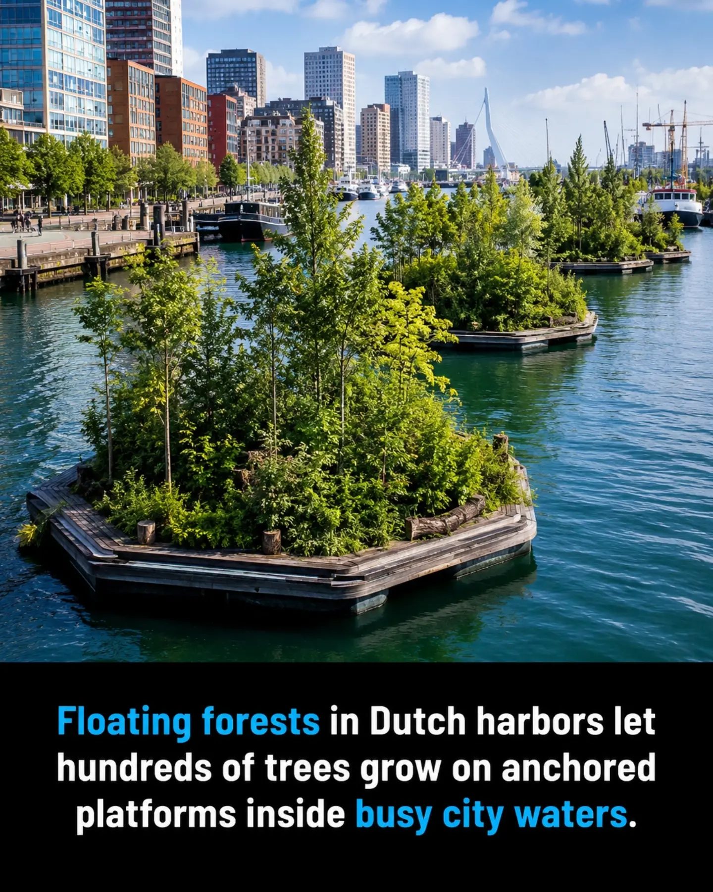 Floating Forest Islands: Urban Green Spaces in Dutch Harbors
