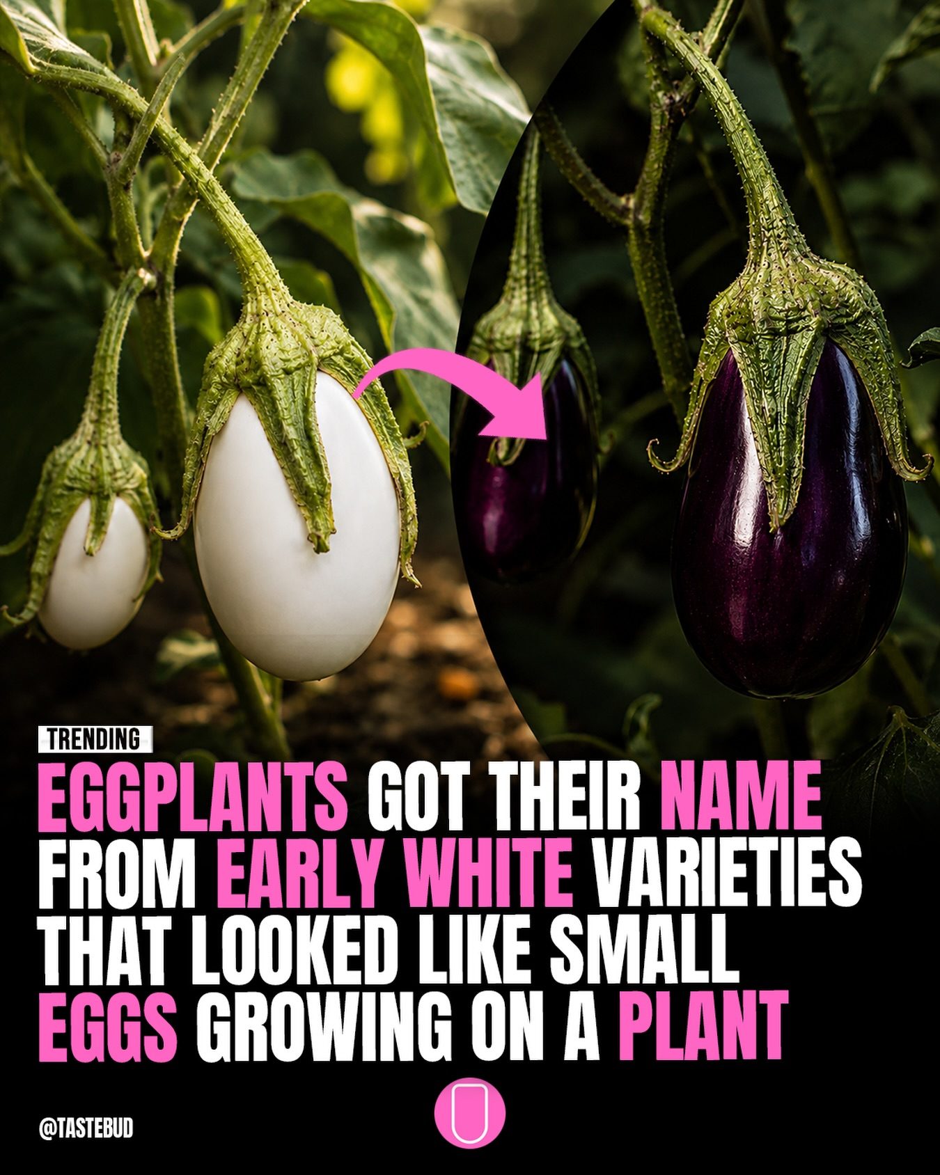 Eggplant History: Origin of the Name