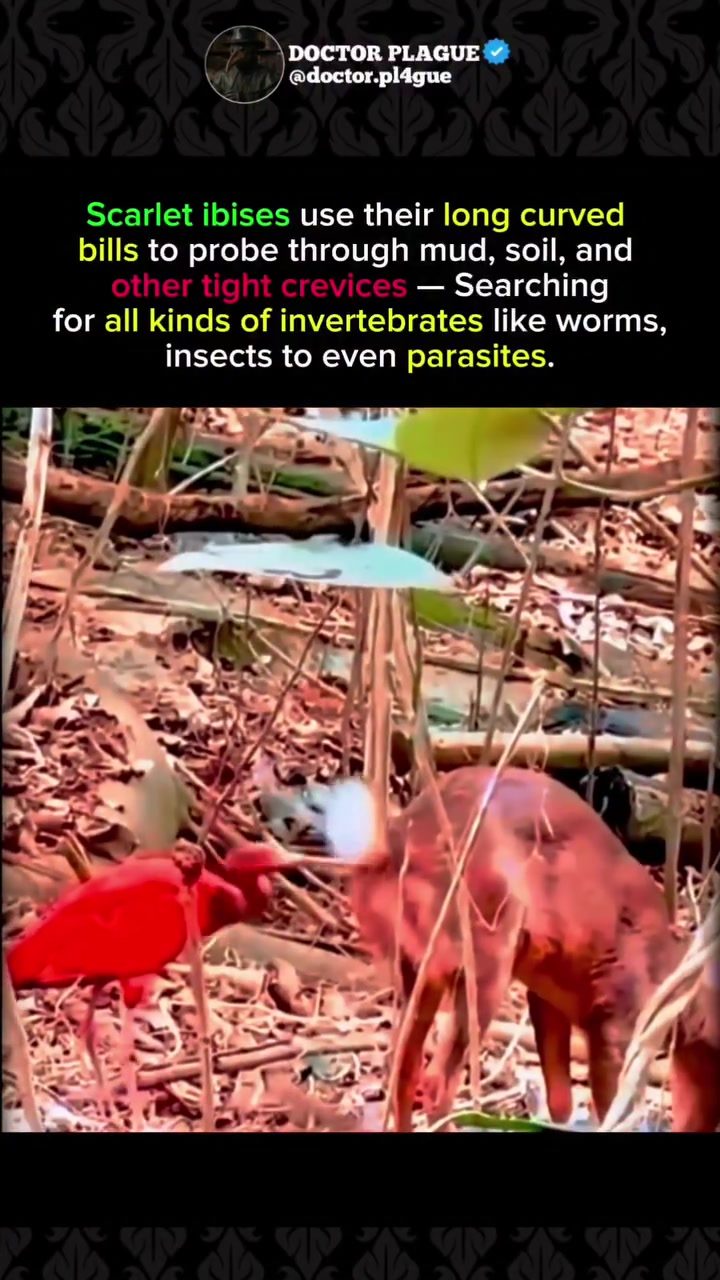 Scarlet Ibis Feeding: Unique Mud Foraging Techniques