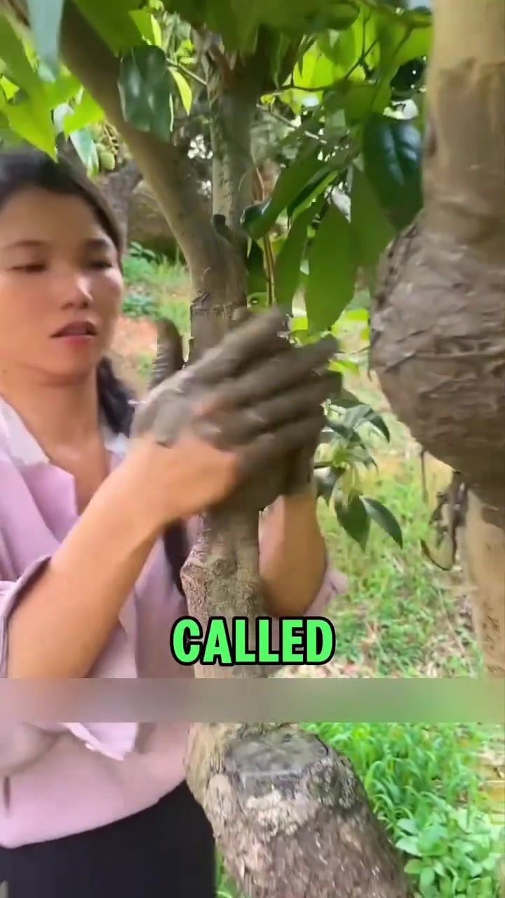 How One Farmer Turned a Single Tree into a Forest with Air Layering
