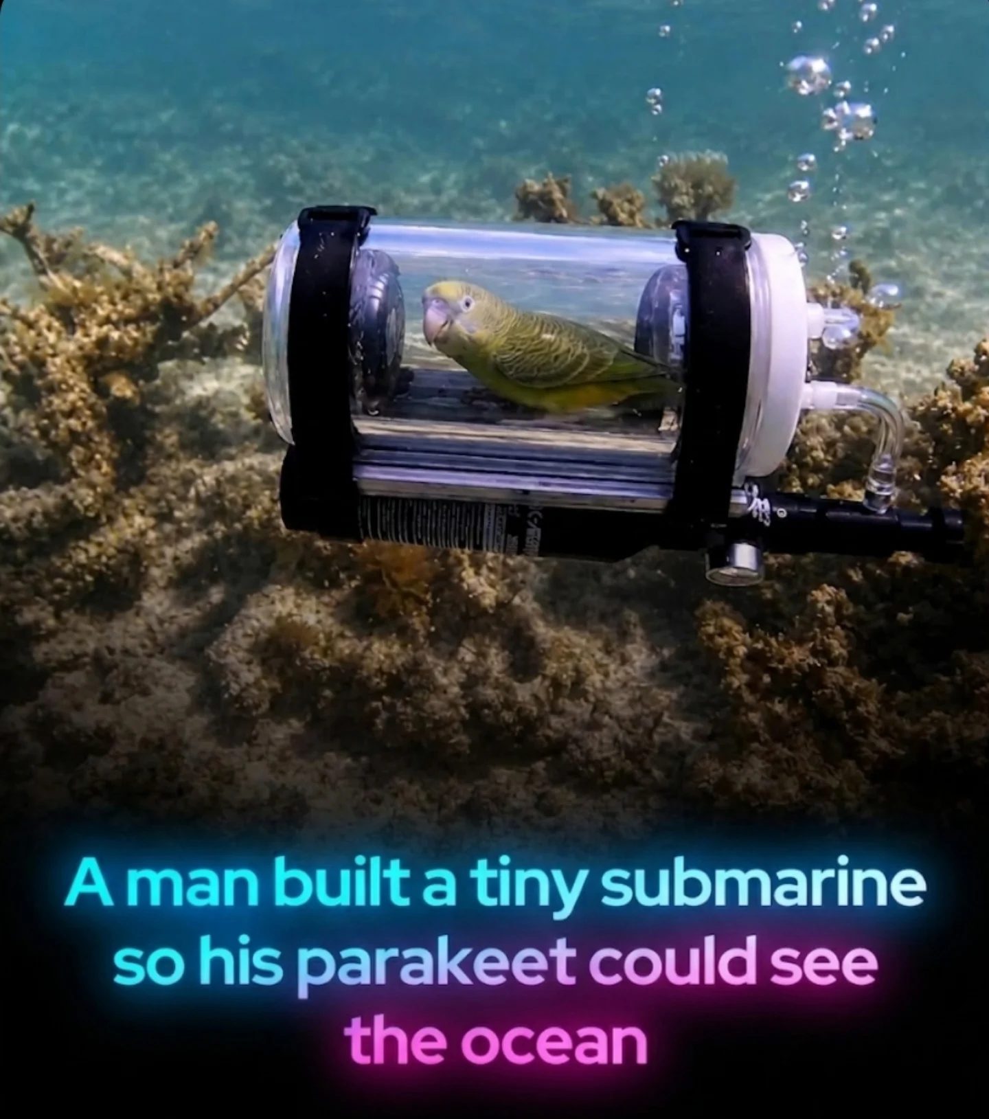 Parakeet's Ocean Adventure: A Mini Submarine Journey