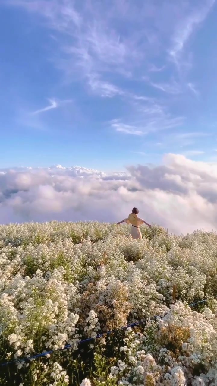 White Flower Field Walk: Scenic Landscape