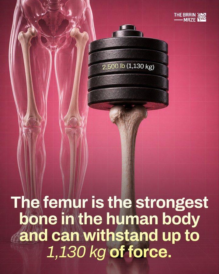 The Remarkable Strength of the Human Femur