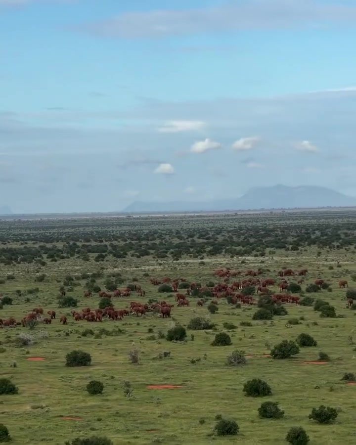 Elephant Mega-Herds Return to Southern Africa's Grasslands