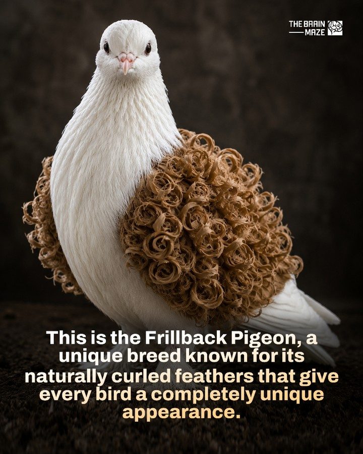 The Unique Beauty of Frillback Pigeons