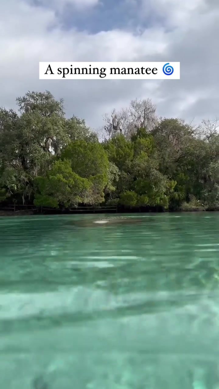 Witness the Grace of a Spinning Manatee in Clear Waters