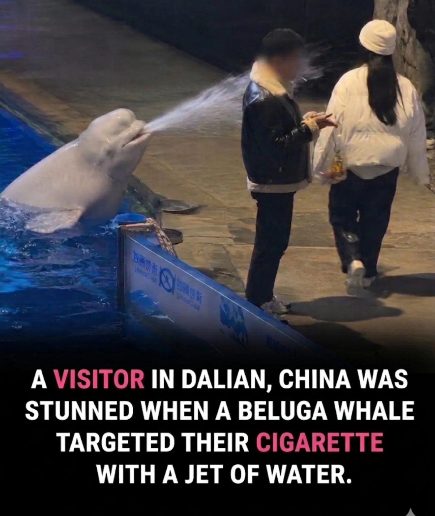 Beluga Whale Snuffs Out Smoker in Dalian Aquarium