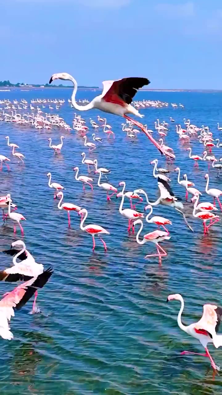 Flamingos Flocking at Pulicat Lake, India