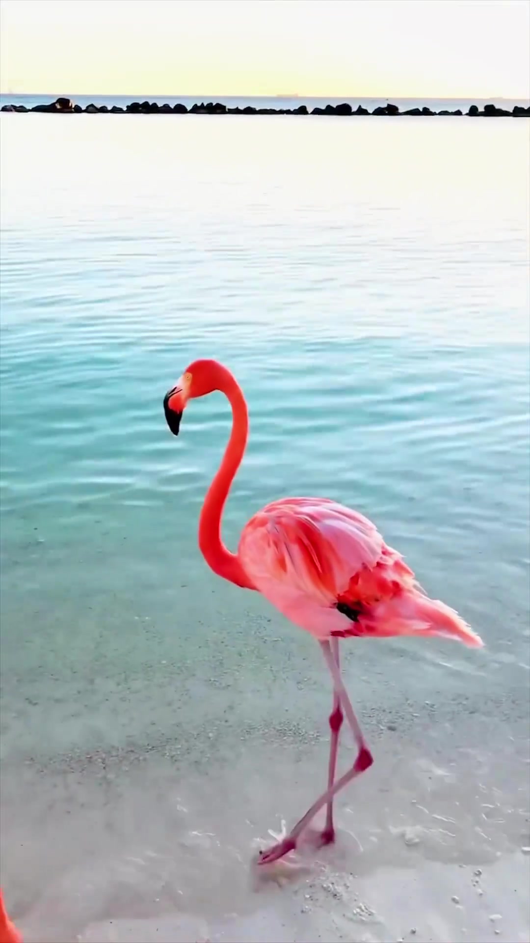 Flamingo Beach Aruba: A Tropical Paradise