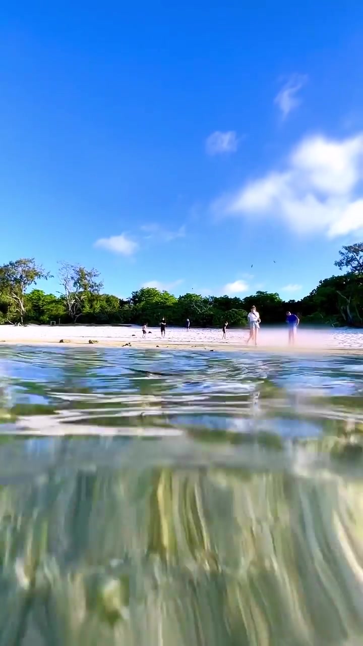 Sea Turtle Hatchlings Journey to Ocean