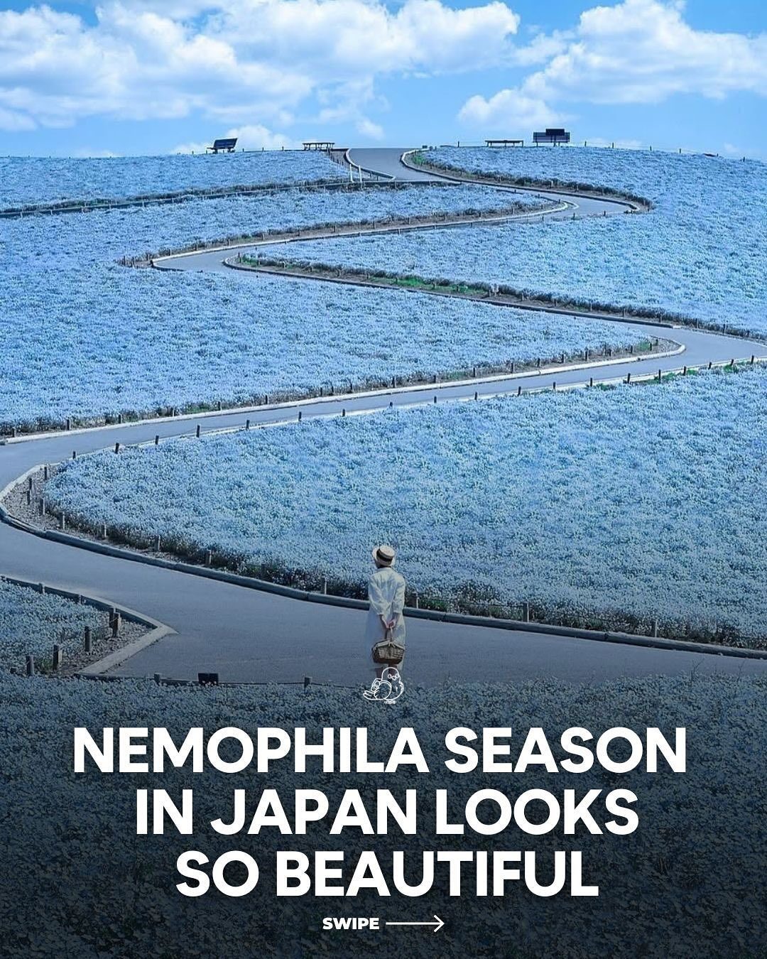 Experience Nemophilia Season: Japan's Blue Flower Wonder